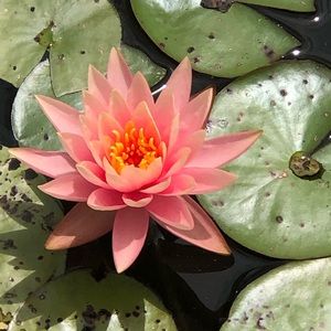 Meet your Posher, Melanie